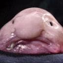 olobunyt