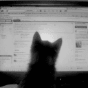 alicefoxy_48653
