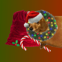 sillylittlescallywag