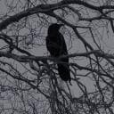 birdie_the_great