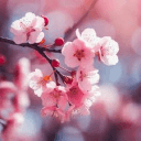 Sakura Serenity's server icon