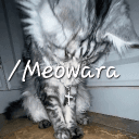 /Meowara ٭ evnts ٭ gwys ٭ social's server icon