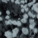 𝙲𝚞𝚝𝚎 & 𝙲𝚘𝚣𝚢's server icon