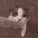 ⚰ 𝚃𝚑𝚎 𝙶𝚛𝚊𝚟𝚎𝚢𝚊𝚛𝚍's server icon