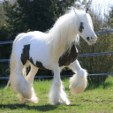 🍙 , Pony Paradeee <33 : 🪀