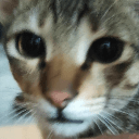 Cool server which is a great server's server icon